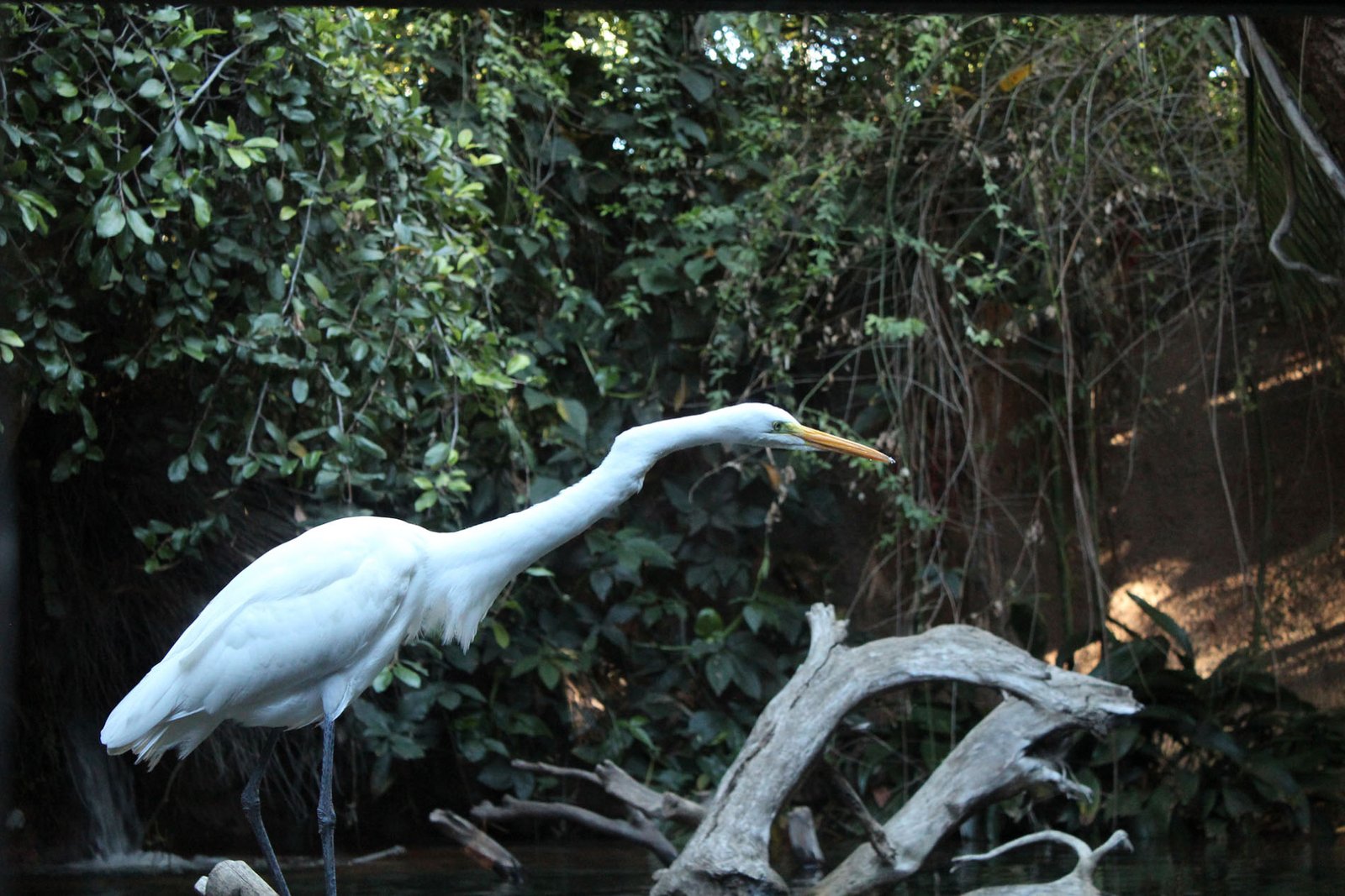 San Diego Zoo Part II 129